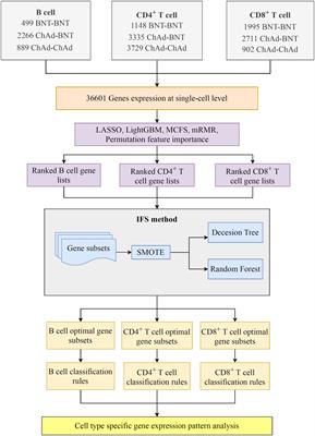 Identification of genes related to immune enhancement caused by heterologous ChAdOx1–BNT162b2 vaccines in lymphocytes at single-cell resolution with machine learning methods
